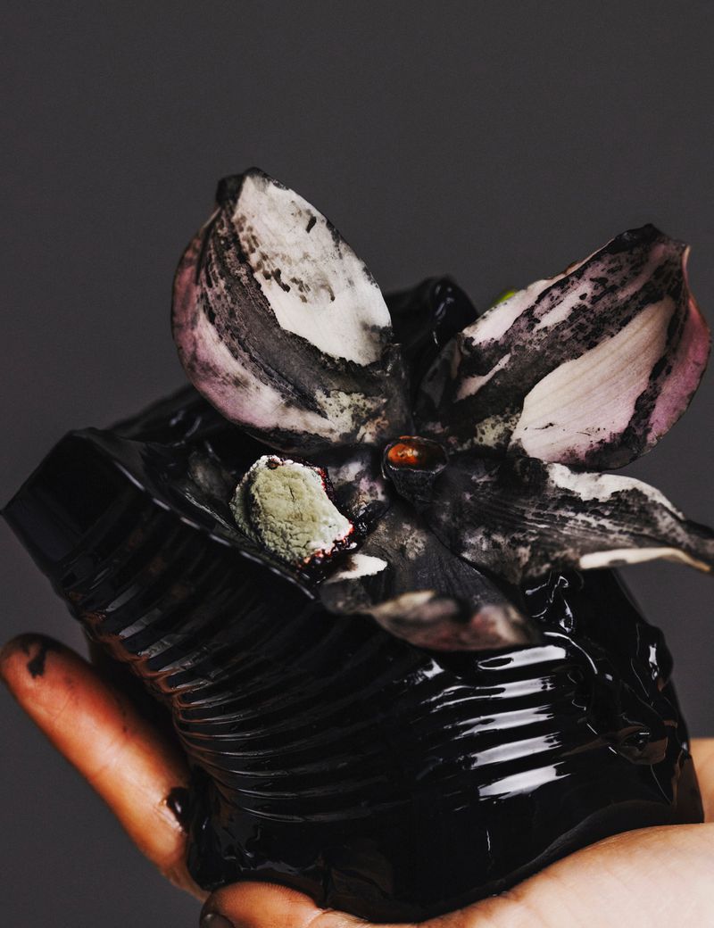 Hand holding a glossy black corrugated object topped with speckled decaying floral petals against a dark grey background.