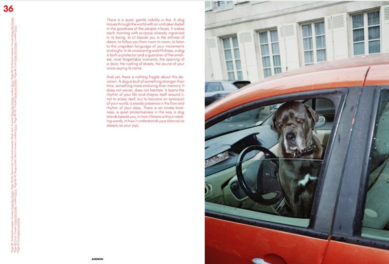 A large grey dog with a collar sits inside of an orange car behind the steering wheel, looking directly at the camera, daytime.