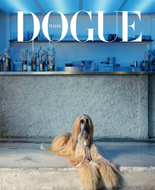 Dogue
