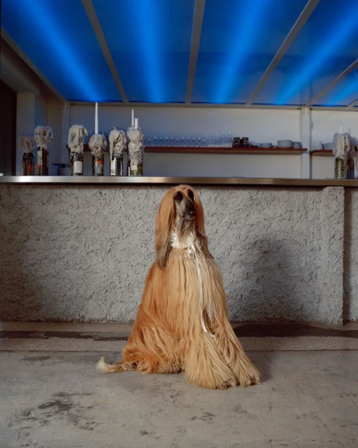 Dogue