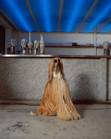 Dogue
