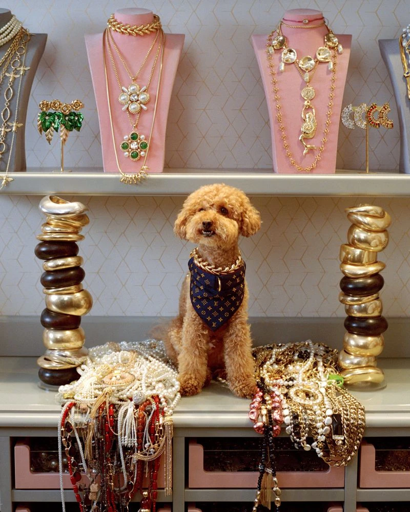 Dogue