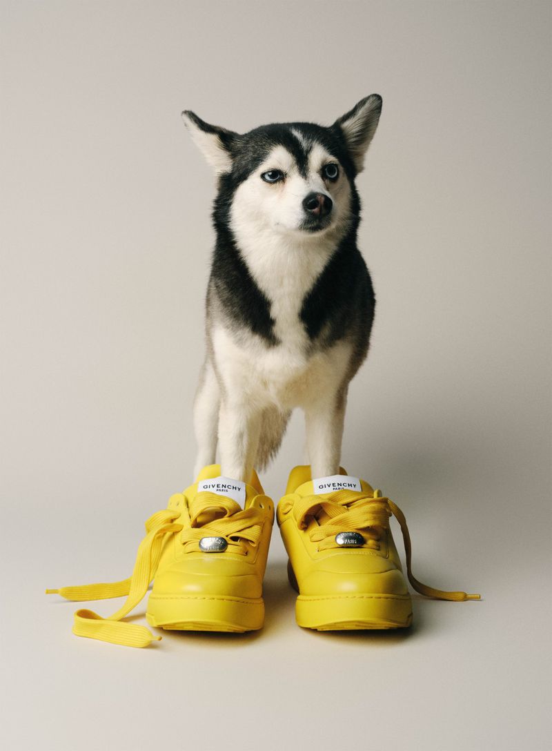 A small husky dog standing with its front legs inside a pair of bright yellow platform sneakers against a neutral studio backdrop.