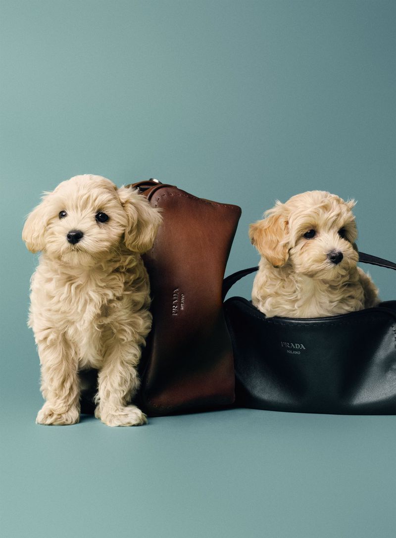 Two fluffy cream puppies posing alongside a brown Prada leather bag and sitting inside a black Prada handbag against a teal backdrop.