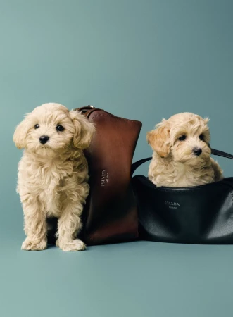 Two fluffy cream puppies posing alongside a brown Prada leather bag and sitting inside a black Prada handbag against a teal backdrop.