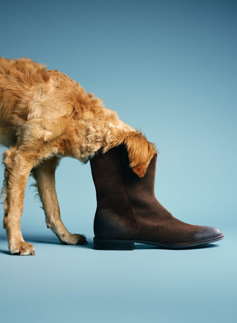 A golden-haired dog with its head tucked inside a dark brown suede boot against a light blue studio background.