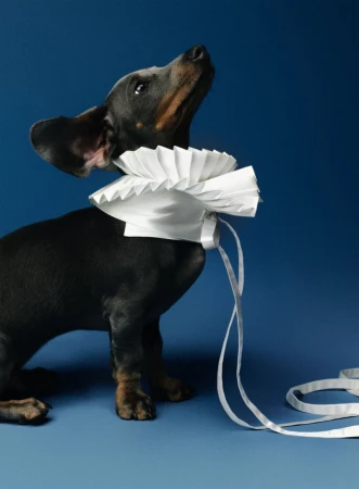 A black and tan dachshund puppy wearing an Elizabethan pleated white ruff collar looks up against a solid blue backdrop.