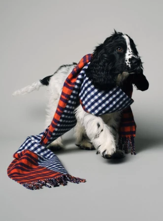 A black and white cocker spaniel puppy standing while wearing a long blue check and red striped knit scarf against a grey background.