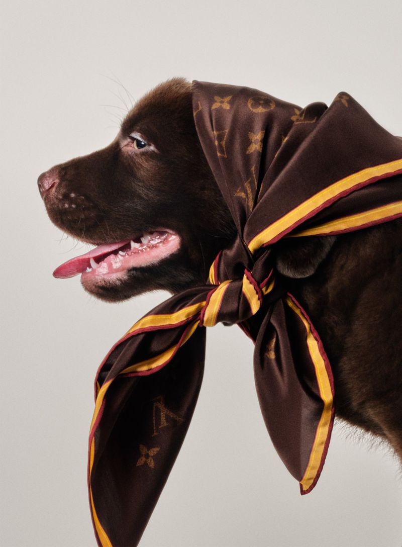 A chocolate brown dog wearing a patterned brown and yellow silk scarf tied under its chin against a plain off-white studio backdrop.