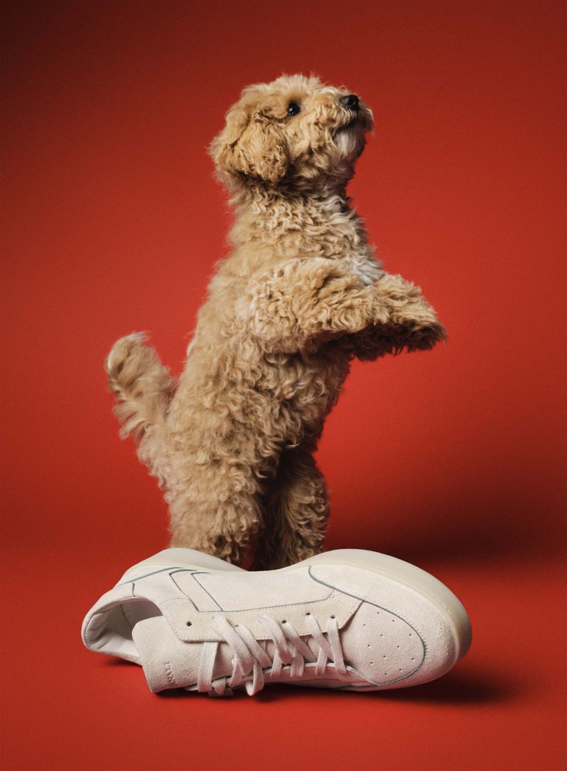 Fluffy tan puppy standing on its hind legs behind a cream low-top sneaker against a red background.