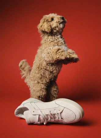 Fluffy tan puppy standing on its hind legs behind a cream low-top sneaker against a red background.