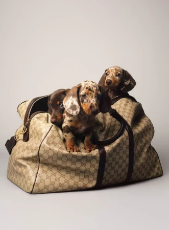 Three dachshund puppies sitting inside an open monogram canvas duffle bag against a neutral studio backdrop.