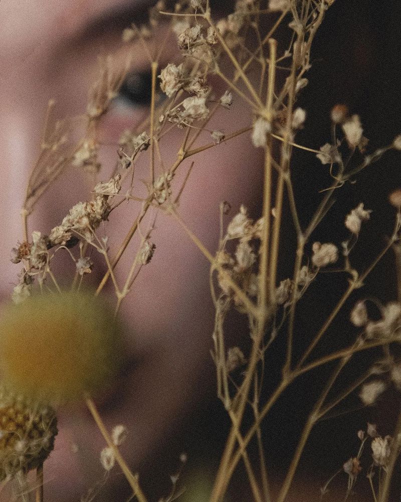 Close-up view of delicate dried botanical branches and yellow billy button flowers obscuring a person's softly blurred face.