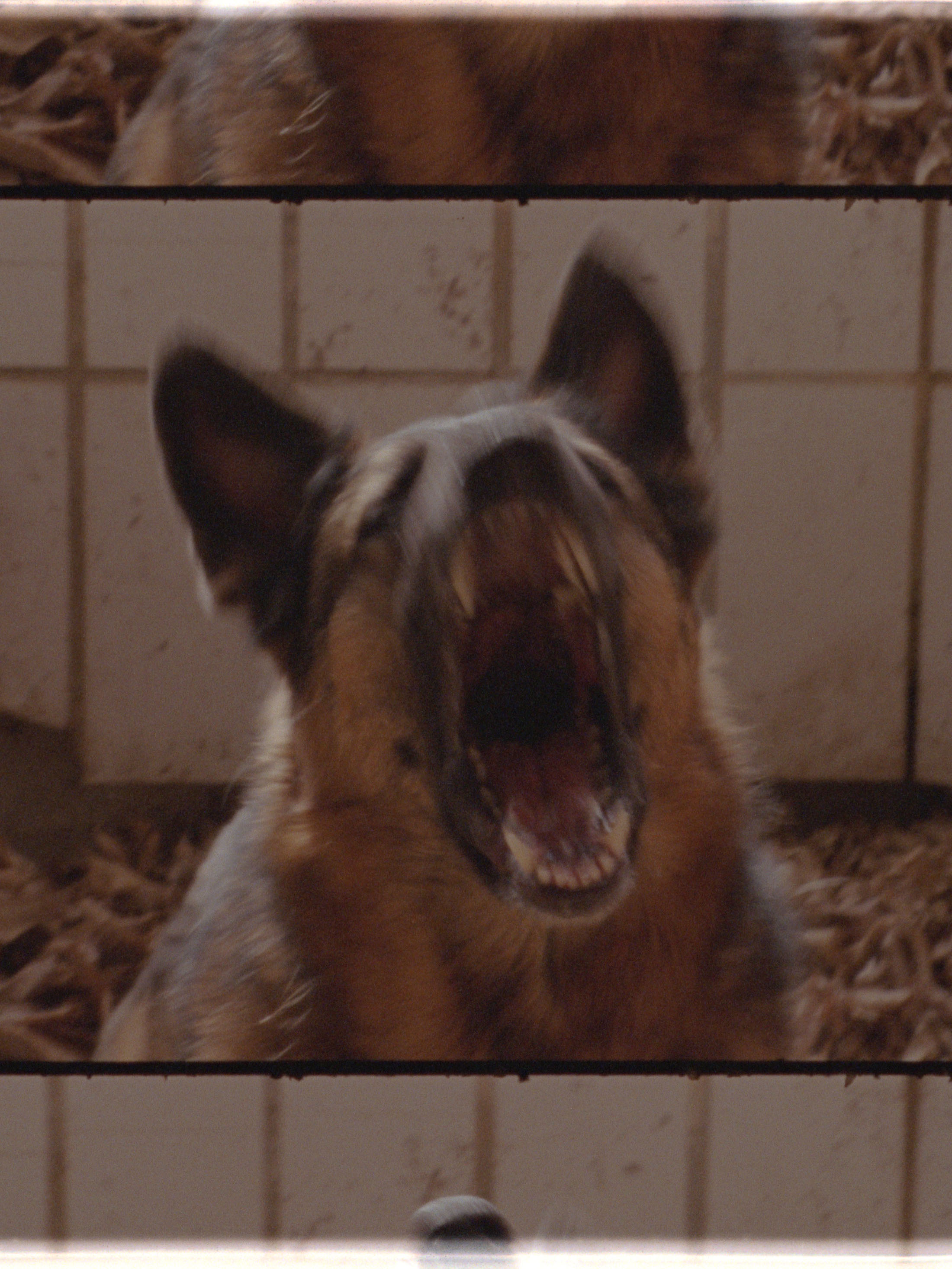 German Shepherd dog with open mouth barking in front of a tiled wall with visible film strip borders.
