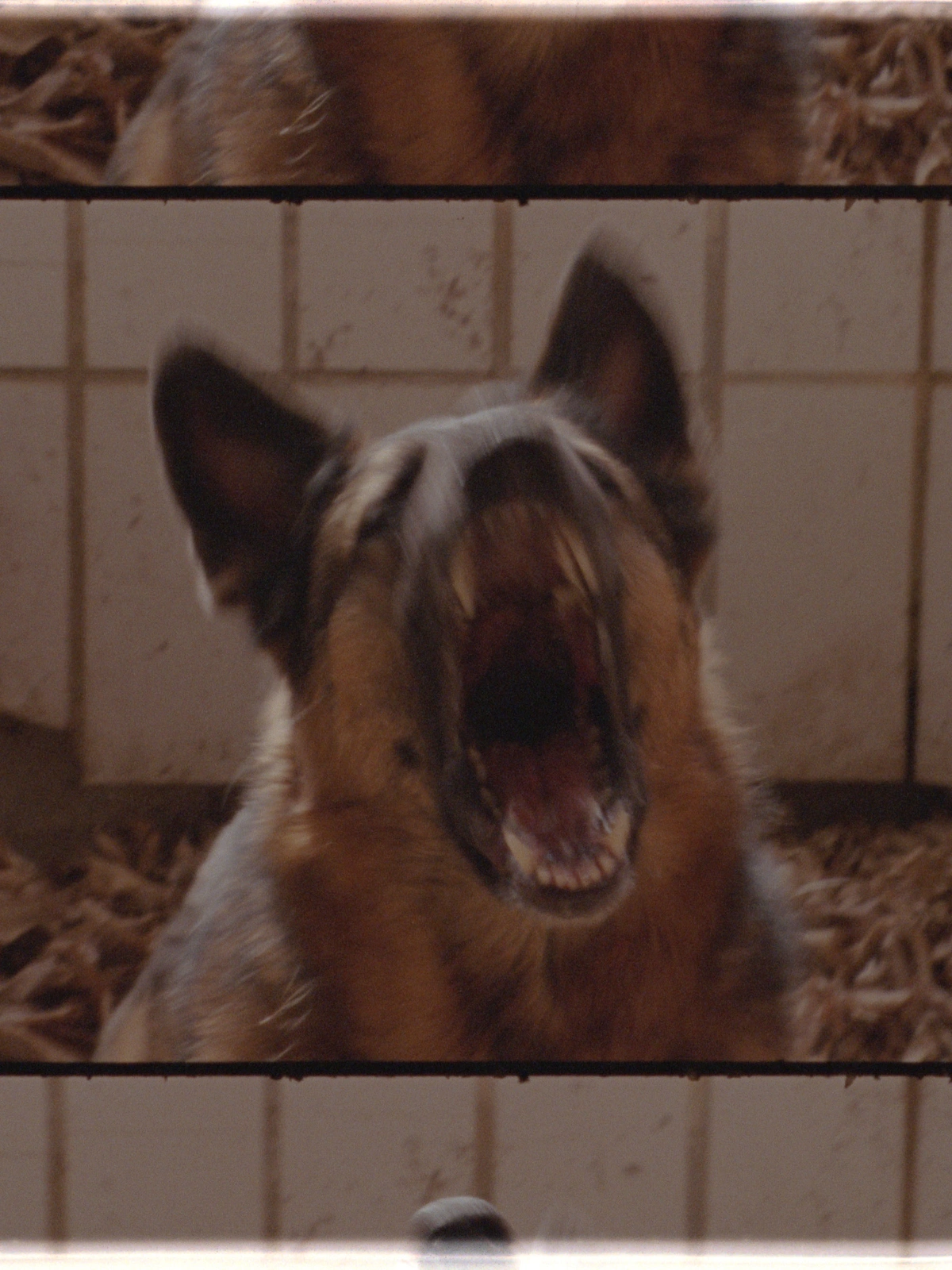 Close-up of a German Shepherd barking with mouth wide open against a tiled wall in a film frame.