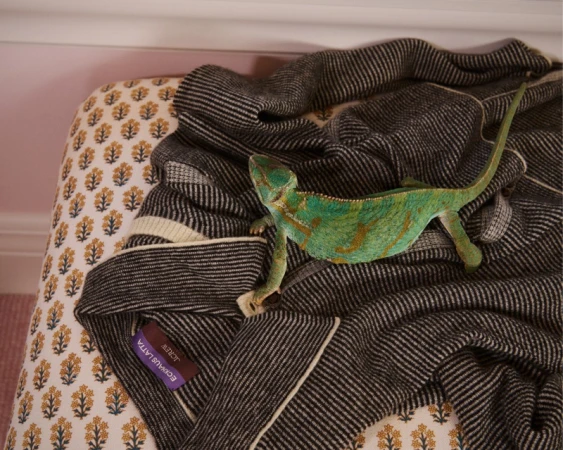 Green chameleon resting on a dark striped knit sweater draped over a patterned surface