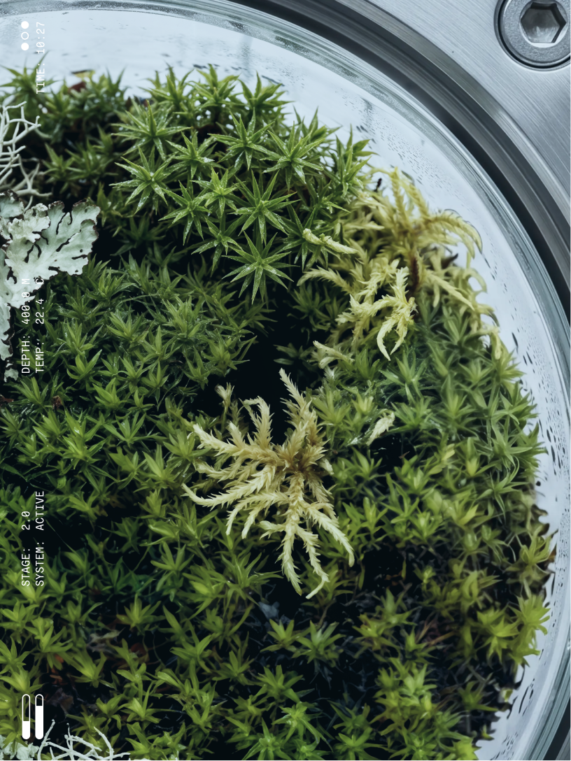 Close-up view of vibrant green moss and lichen enclosed inside a transparent circular glass container with metallic rim.