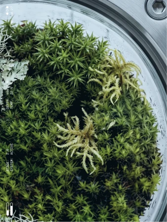Close-up view of vibrant green moss and lichen enclosed inside a transparent circular glass container with metallic rim.