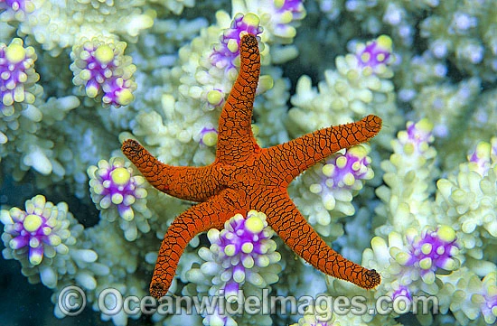 Sea Stars / Australia Post