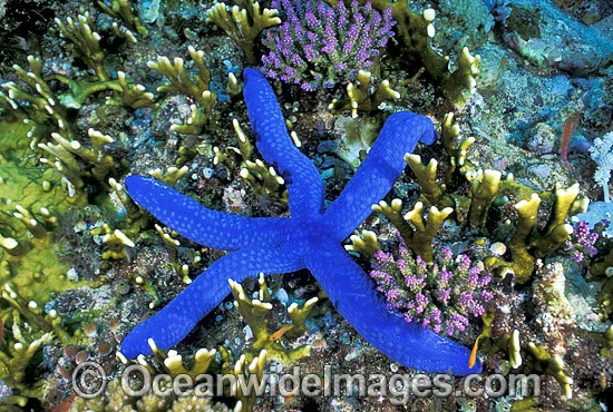 Sea Stars / Australia Post