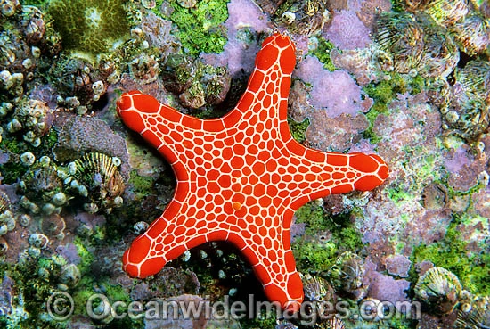 Sea Stars / Australia Post