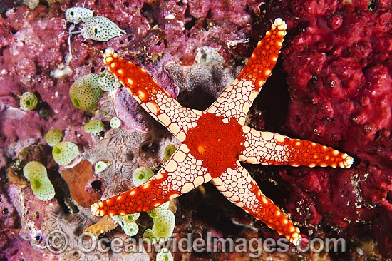 Sea Stars / Australia Post