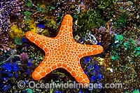 Sea Stars / Australia Post