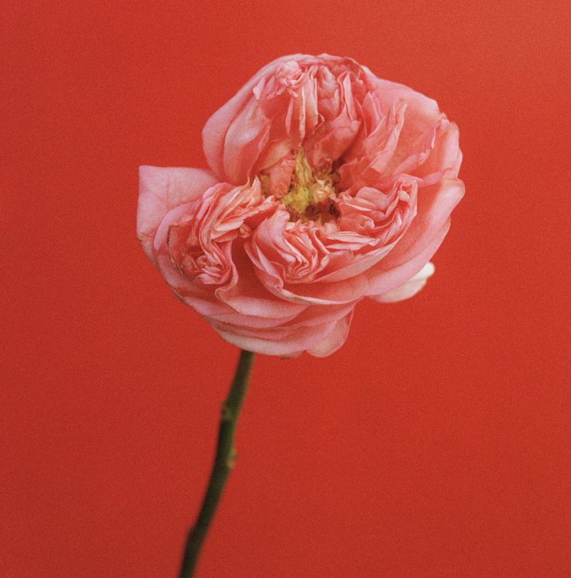 Close-up of a pink rose with ruffled petals on a slender green stem against a solid red background