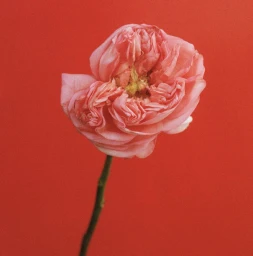 Close-up of a pink rose with ruffled petals on a slender green stem against a solid red background