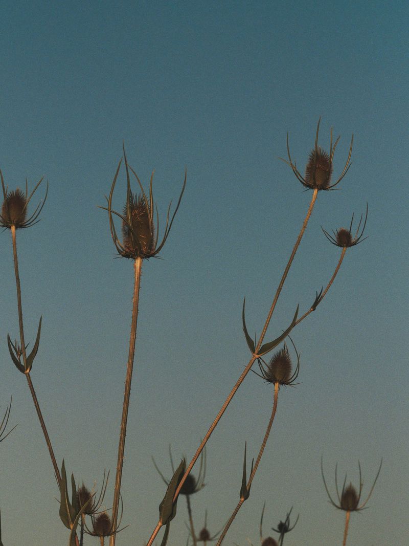 Dried thistle plants with spiky seed heads standing against a clear pale blue sky.
