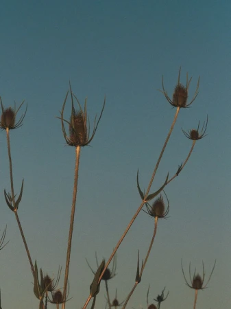 Dried thistle plants with spiky seed heads standing against a clear pale blue sky.