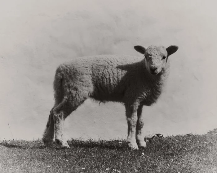 A young lamb standing on a grassy patch against a light background in a monochrome photograph by Max Miechowski.
