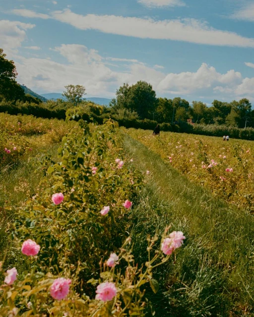 Chanel No. 5, Flowers, Rose and Jasmine
