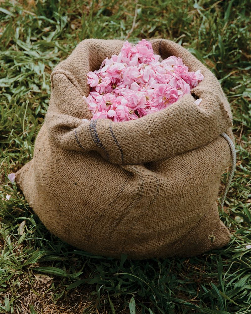 Burlap sack filled with pink rose petals resting on green grass outdoors