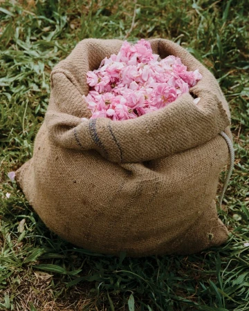Burlap sack filled with pink rose petals resting on green grass outdoors