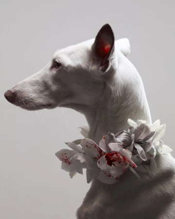 Elegant portrait of a white dog wearing a floral collar against a soft grey backdrop, showcasing a blend of animal beauty and floral artistry.