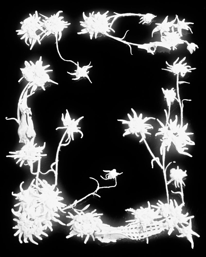 Botanical illustration featuring several edelweiss flowers arranged around a central black void, rendered in high contrast black and white.