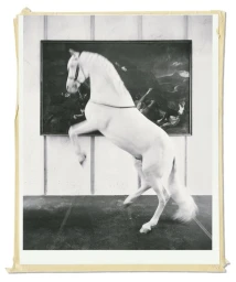 Black and white photograph of a white horse rearing up in an indoor space with a dark framed painting on the wall behind it.