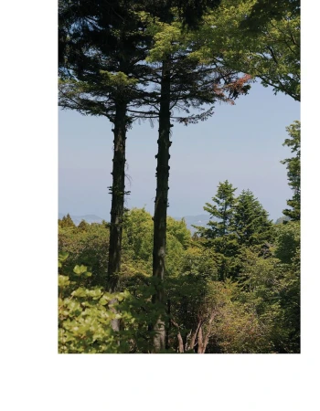 Vertical outdoor view of tall pine trees and lush green forest canopy under a clear blue sky captured for CRUSHfanzine.
