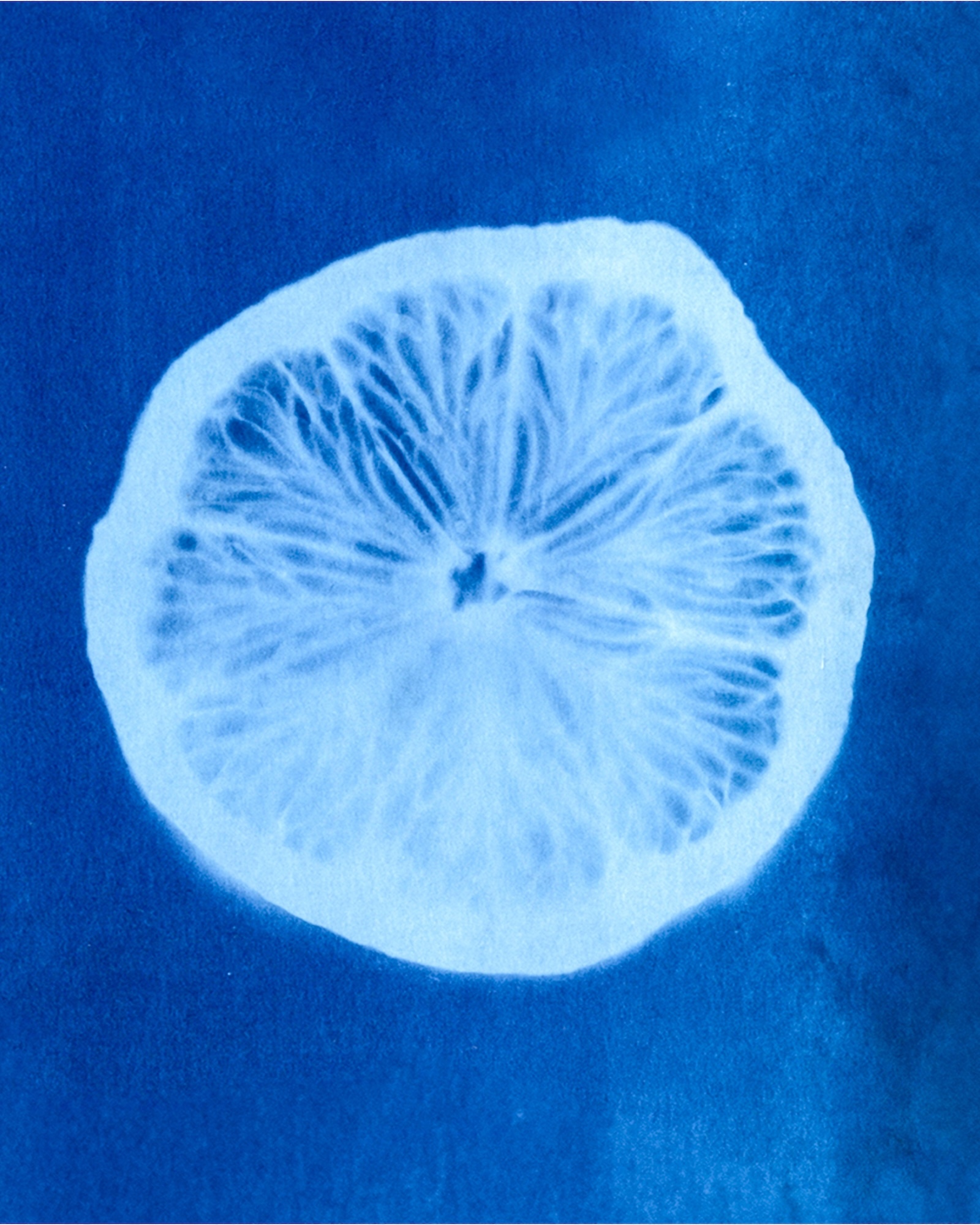 Cyanotype print of a citrus slice on a textured deep blue background