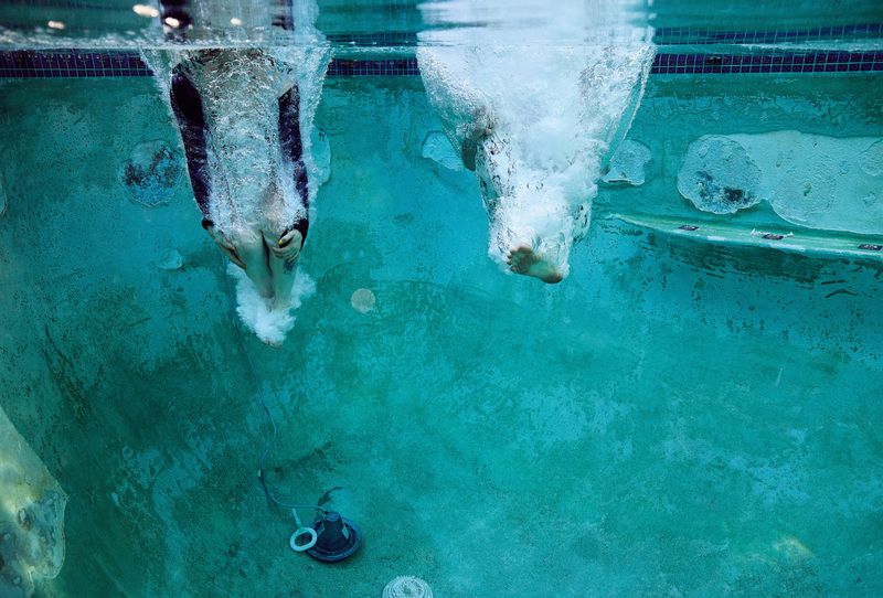 Two figures diving headfirst into a turquoise swimming pool, captured from an underwater perspective.