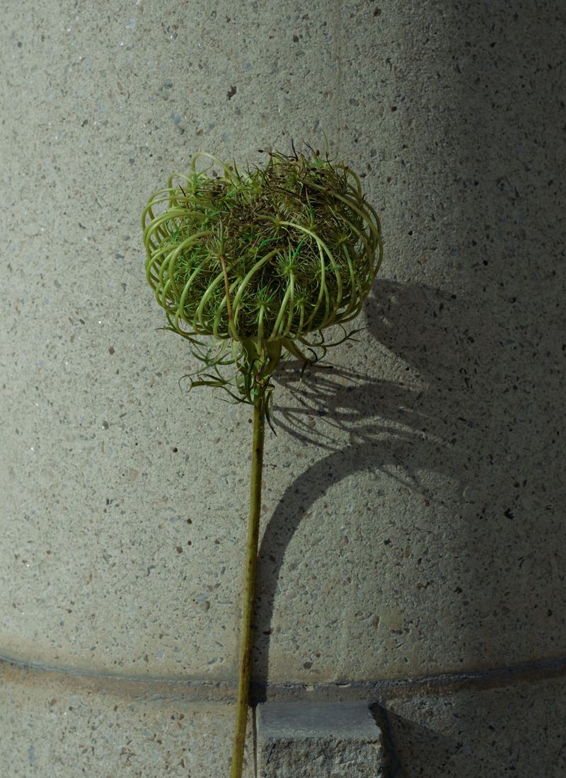 Dried green seed head on a long thin stem casting a sharp shadow against a textured concrete pillar.