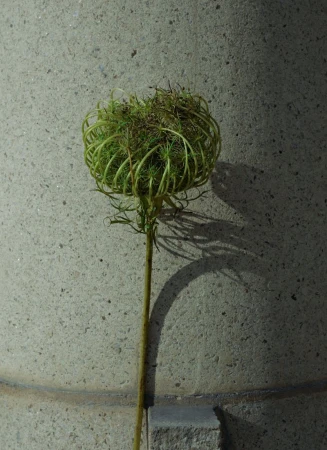 Dried green seed head on a long thin stem casting a sharp shadow against a textured concrete pillar.