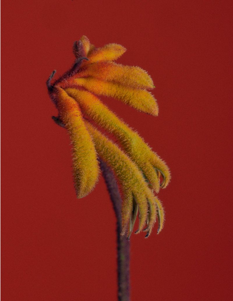 Close-up macro shot of a fuzzy yellow and orange kangaroo paw flower against a solid red background.