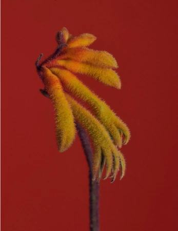 Close-up macro shot of a fuzzy yellow and orange kangaroo paw flower against a solid red background.