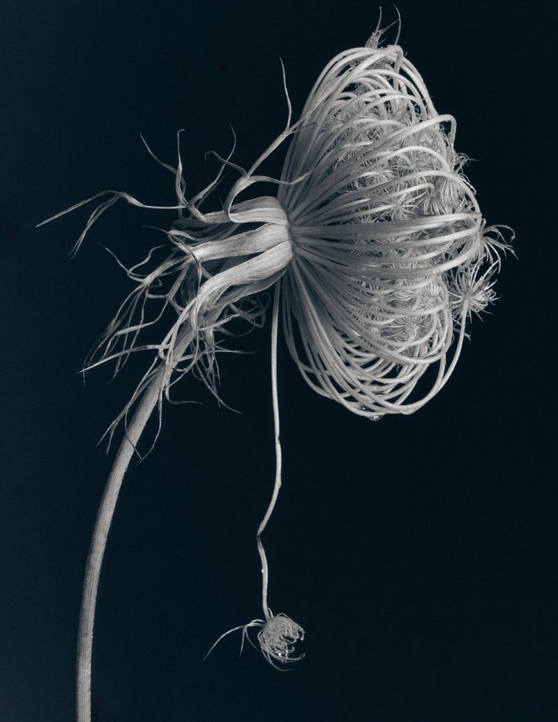 Close-up of a dried flower head with intricate curled tendrils against a dark background