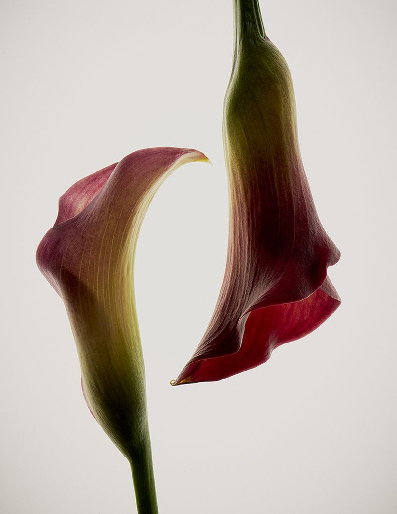 Two calla lily flowers with burgundy and green stems positioned vertically against a clean white seamless background.