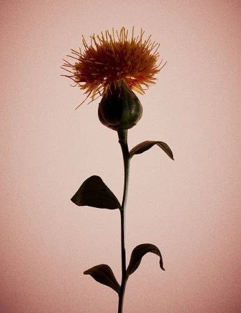 Close-up of a single orange and green flower on a long stem against a muted pink textured background.
