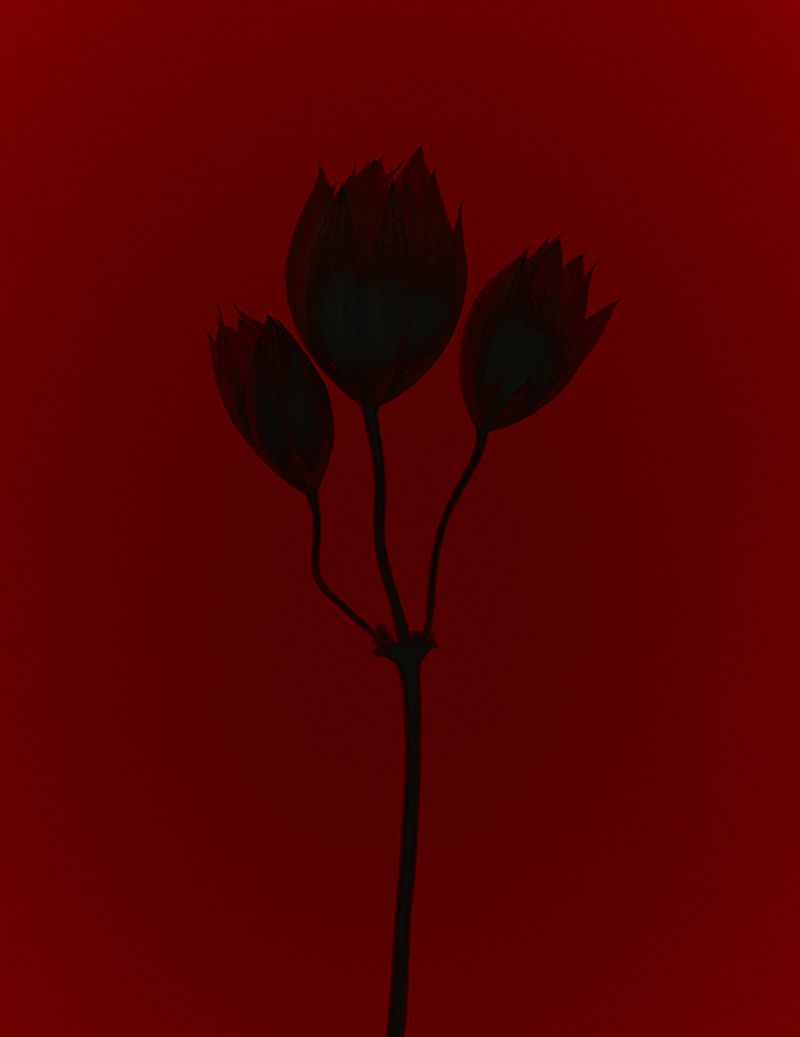 Silhouette of a flower stem with three dark buds against a deep red background.