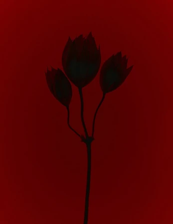 Silhouette of a flower stem with three dark buds against a deep red background.